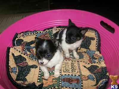 Puppies in NJ